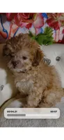 Elixir, a male Poodle - Toy  for sale in New York City, NY – 4 of 4