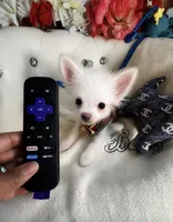 Micro Nano PayPal , a male Pomapoo for sale in New York City, NY – 4 of 5