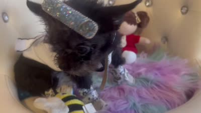 🔥Micro Nano  Mc Flurrie  💐, a female Pomapoo for sale in New York City, NY – 9 of 10