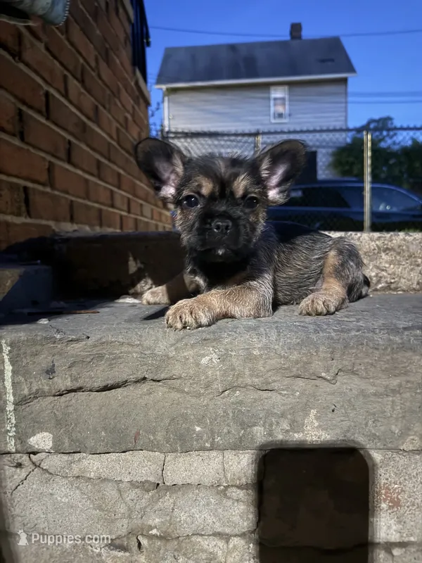 Exotic Longhair Pocket Supreme  – French Bulldog, Poodle - Toy  puppy for sale in New York City, NY