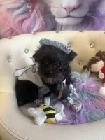 🔥Micro Nano  Mc Flurrie  💐, a female Pomapoo for sale in New York City, NY – 5 of 10
