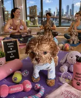 Rare AKC Tiny 🐶 Elixir 🐾 , a male Poodle - Toy  for sale in New York City, NY – 1 of 3