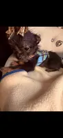 Micro 🍼 Jelly Cat Reserved for Joanna , a male Pomchi for sale in New York City, NY – 10 of 10