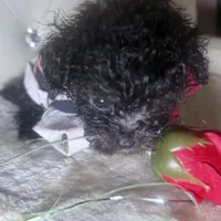 Exotic Teacup Cassanova, a male Pomeranian and Poodle - Toy  for sale in New York City, NY – Photo 7 of 9