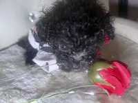 Exotic Teacup Cassanova, a male Pomeranian and Poodle - Toy  for sale in New York City, NY – Photo 7 of 9