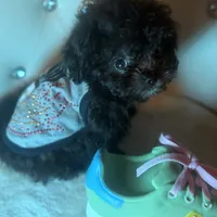 Exotic Teacup Cassanova, a male Pomeranian and Poodle - Toy  for sale in New York City, NY – Photo 9 of 9