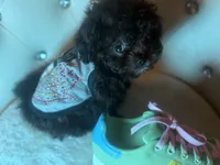 Exotic Teacup Cassanova, a male Pomeranian and Poodle - Toy  for sale in New York City, NY – Photo 9 of 9