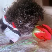 Exotic Teacup Cassanova, a male Pomeranian and Poodle - Toy  for sale in New York City, NY – Photo 8 of 9