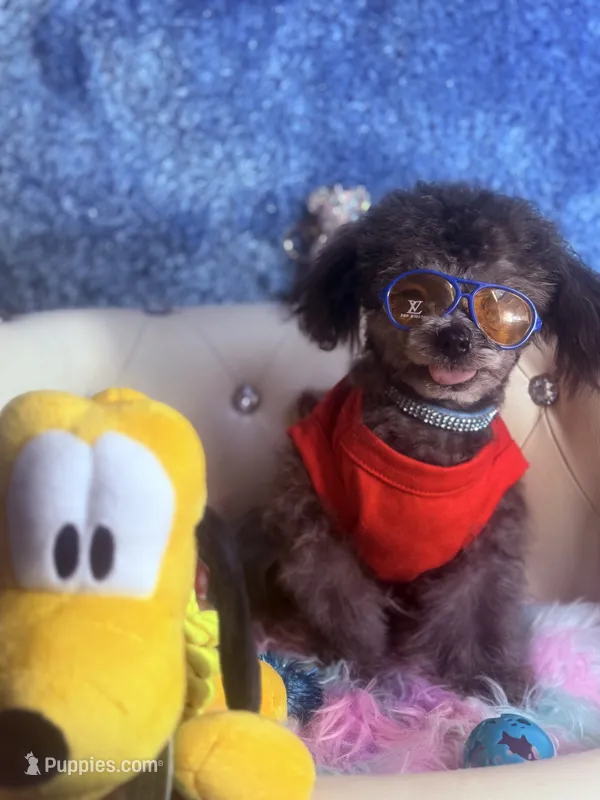 Exotic Teacup Cassanova