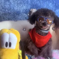 Exotic Teacup Cassanova, a male Pomeranian and Poodle - Toy  for sale in New York City, NY – Photo 1 of 9