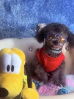 Exotic Teacup Cassanova, a male Pomeranian and Poodle - Toy  for sale in New York City, NY – Photo 1 of 9