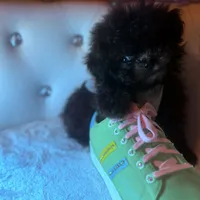 Exotic Teacup Cassanova, a male Pomeranian and Poodle - Toy  for sale in New York City, NY – Photo 6 of 9