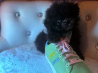 Exotic Teacup Cassanova, a male Pomeranian and Poodle - Toy  for sale in New York City, NY – Photo 6 of 9