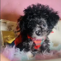 Exotic Teacup Cassanova, a male Pomeranian and Poodle - Toy  for sale in New York City, NY – Photo 4 of 9