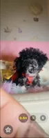 Exotic Teacup Cassanova, a male Pomeranian and Poodle - Toy  for sale in New York City, NY – Photo 4 of 9