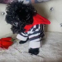 Exotic Teacup Cassanova, a male Pomeranian and Poodle - Toy  for sale in New York City, NY – Photo 3 of 9