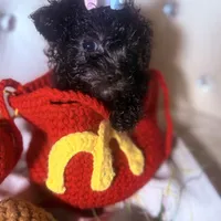 Exotic Teacup Cassanova, a male Pomeranian and Poodle - Toy  for sale in New York City, NY – Photo 5 of 9