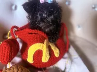 Exotic Teacup Cassanova, a male Pomeranian and Poodle - Toy  for sale in New York City, NY – Photo 5 of 9