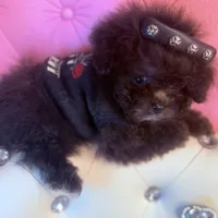 Exotic Teacup Cassanova, a male Pomeranian and Poodle - Toy  for sale in New York City, NY – Photo 2 of 9