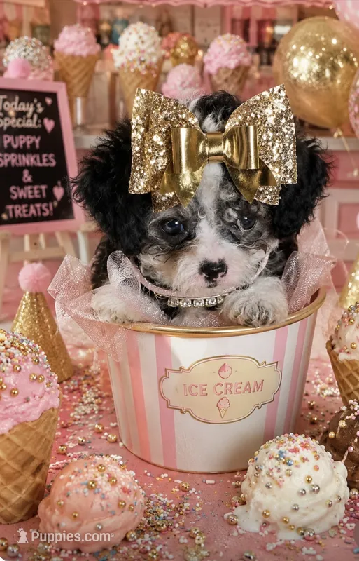 Cleopatra  – Poodle - Toy  puppy for sale in New York City, NY