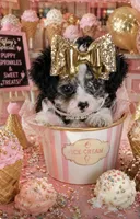 Cleopatra , a female Poodle - Toy  for sale in New York City, NY – 1 of 5