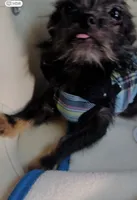 Micro 🍼 Jelly Cat Reserved for Joanna , a male Pomchi for sale in New York City, NY – 7 of 10