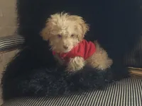 Teacup Hermes , a male Pomapoo for sale in New York City, NY – Photo 5 of 8