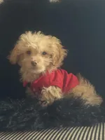 Teacup Hermes , a male Pomapoo for sale in New York City, NY – Photo 6 of 8