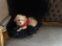 Teacup Hermes , a male Pomapoo for sale in New York City, NY – Photo 8 of 8