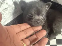 Micro  Mini 🍼 Jelly Cat , a male Pomchi for sale in New York City, NY – Photo 1 of 6