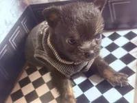 Micro  Mini 🍼 Jelly Cat , a male Pomchi for sale in New York City, NY – Photo 6 of 6