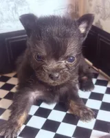 Micro  Mini 🍼 Jelly Cat , a male Pomchi for sale in New York City, NY – Photo 3 of 6