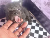 Micro  Mini 🍼 Jelly Cat , a male Pomchi for sale in New York City, NY – Photo 2 of 6