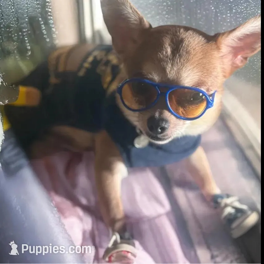 💋Teacup 3 pounds Grown – Chihuahua, Peek-A-Pom puppy for sale in New York City, NY