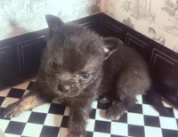 Micro  Mini 🍼 Jelly Cat , a male Pomchi for sale in New York City, NY – Photo 5 of 6
