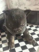 Micro  Mini 🍼 Jelly Cat , a male Pomchi for sale in New York City, NY – Photo 4 of 6