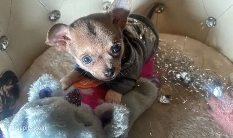 🍼Micro Teacup Reserevd 4 Beyoncé Celaine 🍭 – Chihuahua, Peek-A-Pom puppy for sale in New York City, NY