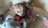 🍼Micro Teacup Reserevd 4 Beyoncé Celaine 🍭, a male Chihuahua and Peek-A-Pom for sale in New York City, NY – 1 of 6