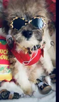 🐶 Tcup kitkat  , a male Pomapoo for sale in New York City, NY – 5 of 9