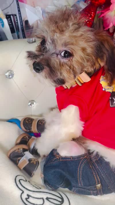 🐶 Tcup kitkat  , a male Pomapoo for sale in New York City, NY – 8 of 9