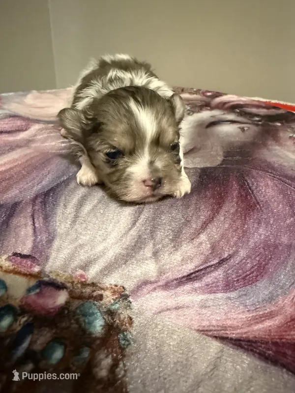 Tiny Teacup Sonic  – Maltese, Poodle - Toy  puppy for sale in New York City, NY