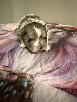 Tiny Teacup Sonic , a male Maltese and Poodle - Toy  for sale in New York City, NY – 1 of 4