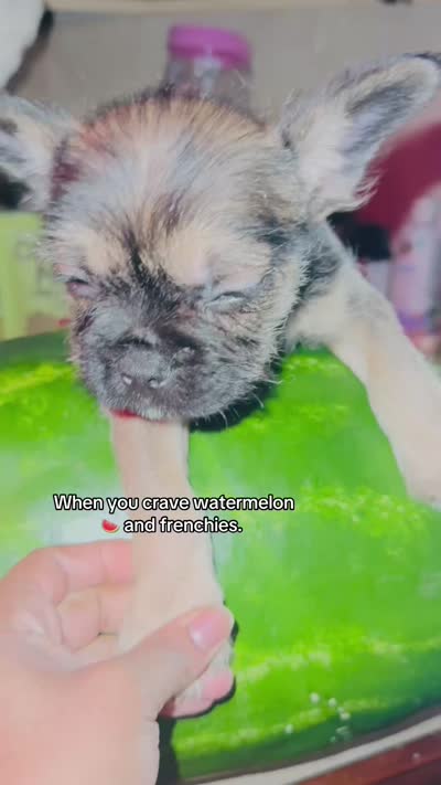 Supreme , a male French Bulldog and Poodle - Toy  for sale in New York City, NY – 4 of 4