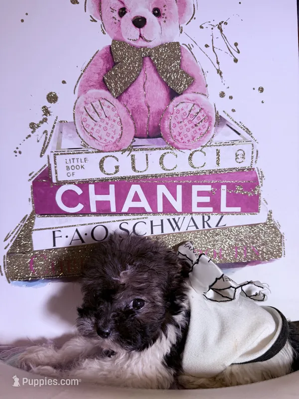 🐶 Micro Teacup Kitkat  🍡 – Pomapoo puppy for sale in New York City, NY
