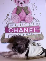 🐶 Micro Teacup Kitkat  🍡, a male Pomapoo for sale in New York City, NY – 1 of 3