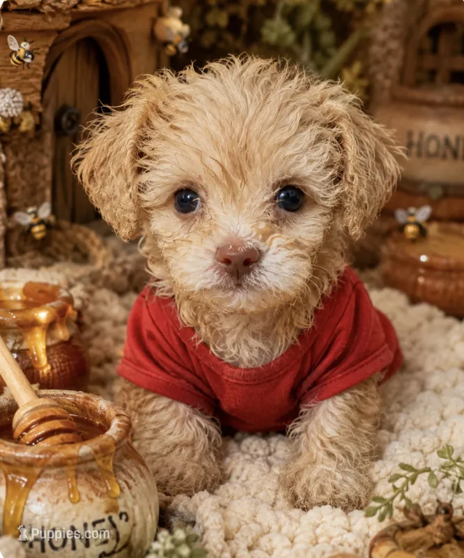 🍼Tcup Winne The Pooh 🥣 – Poodle - Toy  puppy for sale in New York City, NY