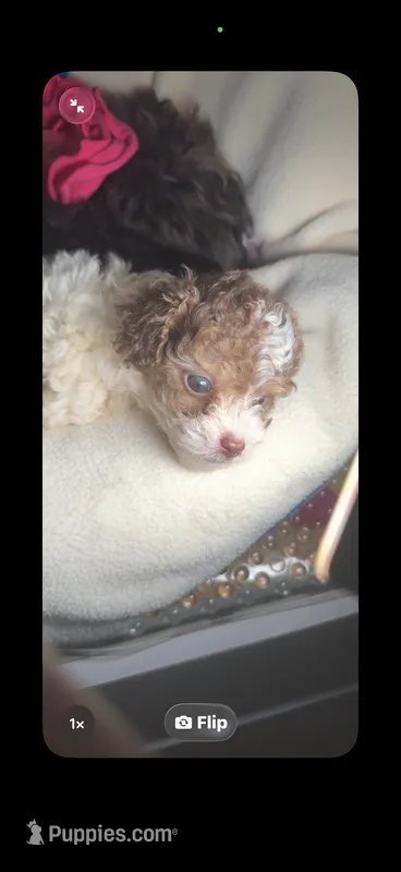 Tiny Tcup Amber Rose – Poodle - Toy  puppy for sale in New York City, NY