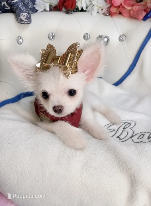 Micro Nano PayPal  – Pomapoo puppy for sale in New York City, NY