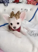 Micro Nano PayPal , a male Pomapoo for sale in New York City, NY – 3 of 5