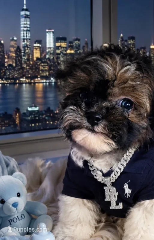 🐶 Micro Teacup Kitkat  🍡 – Pomapoo puppy for sale in New York City, NY